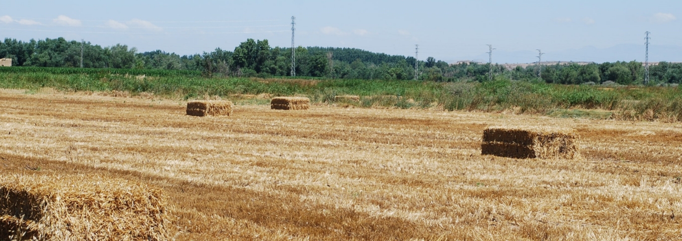 Agricultura Ecològica